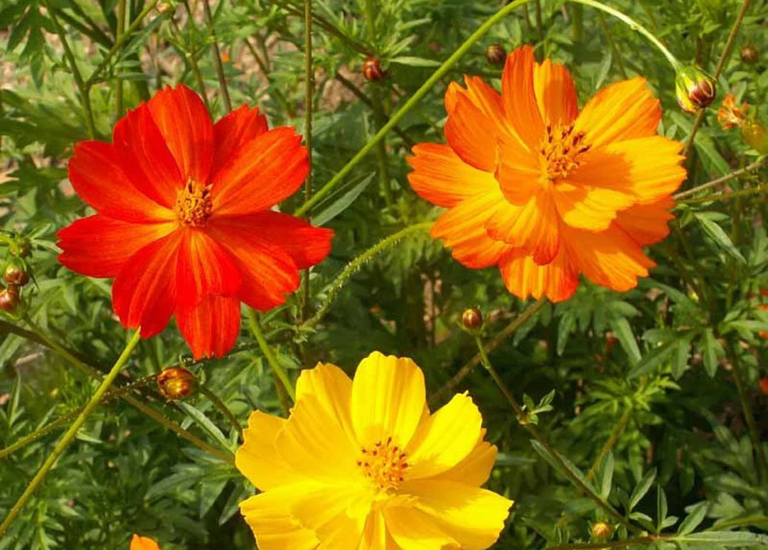 Cosmos Bright Light Mixed Flower Seeds