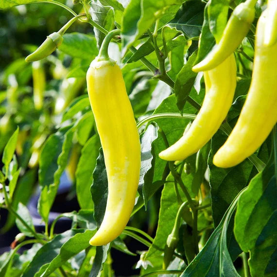 PEPPER Imported Sweet Banana Exotic Mild Vegetable Seeds