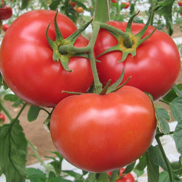 Organic Marglobe Tomato Vegetable Seeds