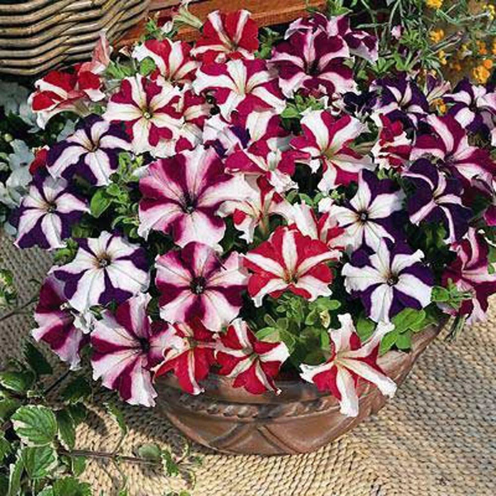 Petunia Ultra Star Mixed Winter Flower Seeds