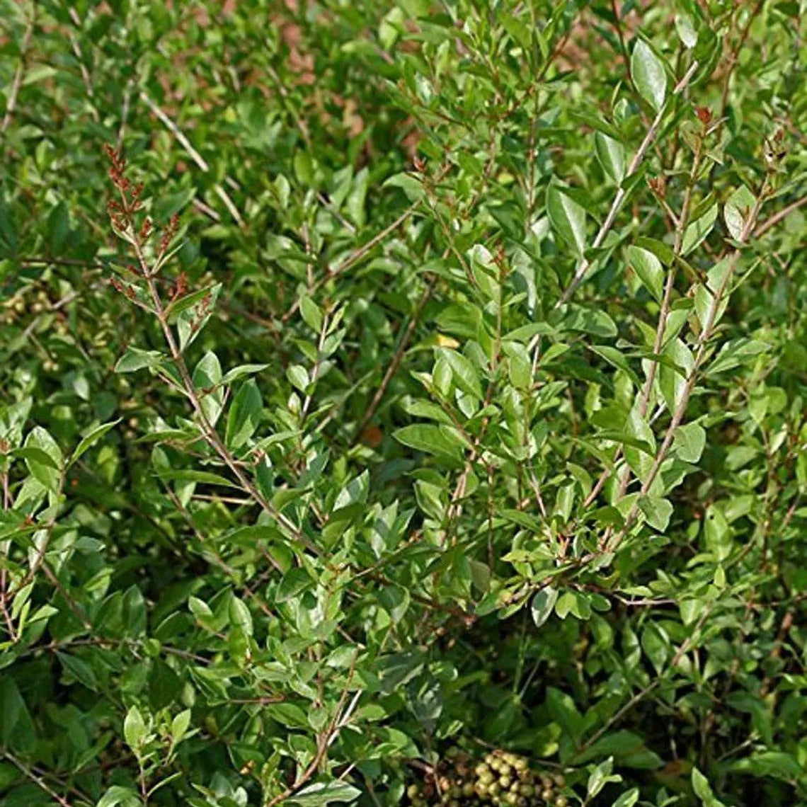 Mehendi Heena Leaves Herb Seeds