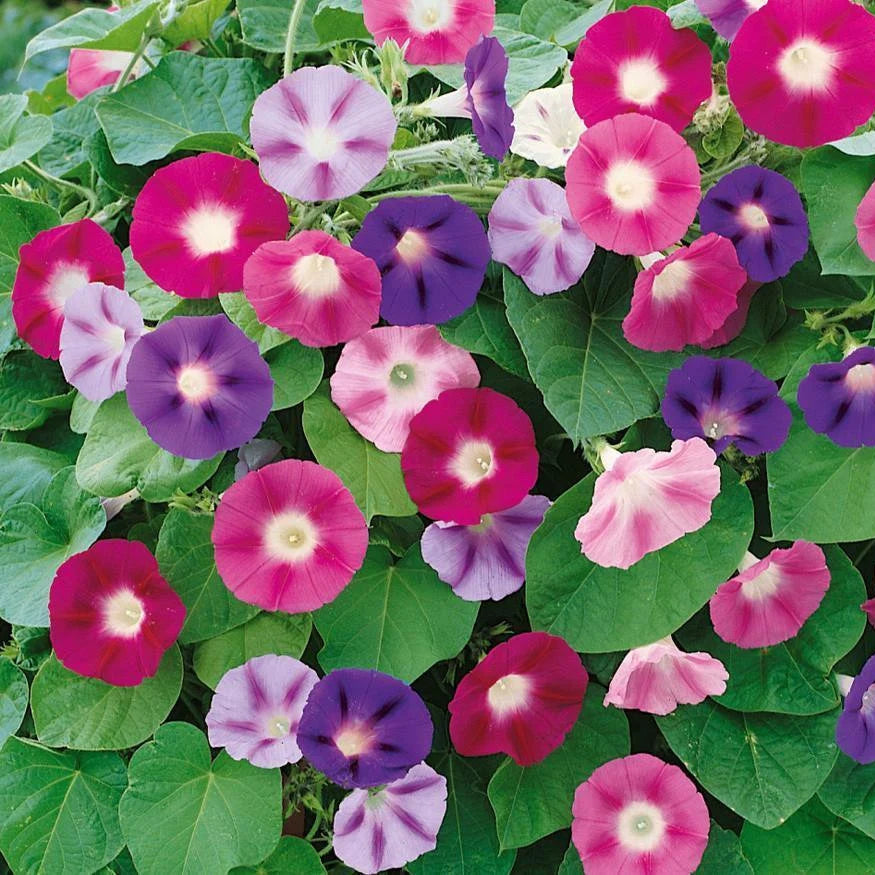 Ipomea Mixed Summer Flower Seeds
