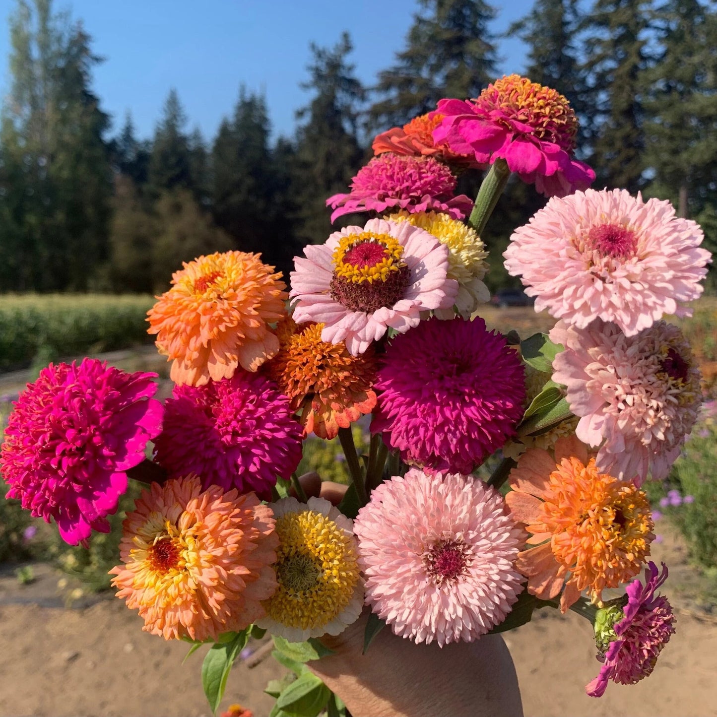 Zinnia Scabiosa Mixed Summer Flower Seeds