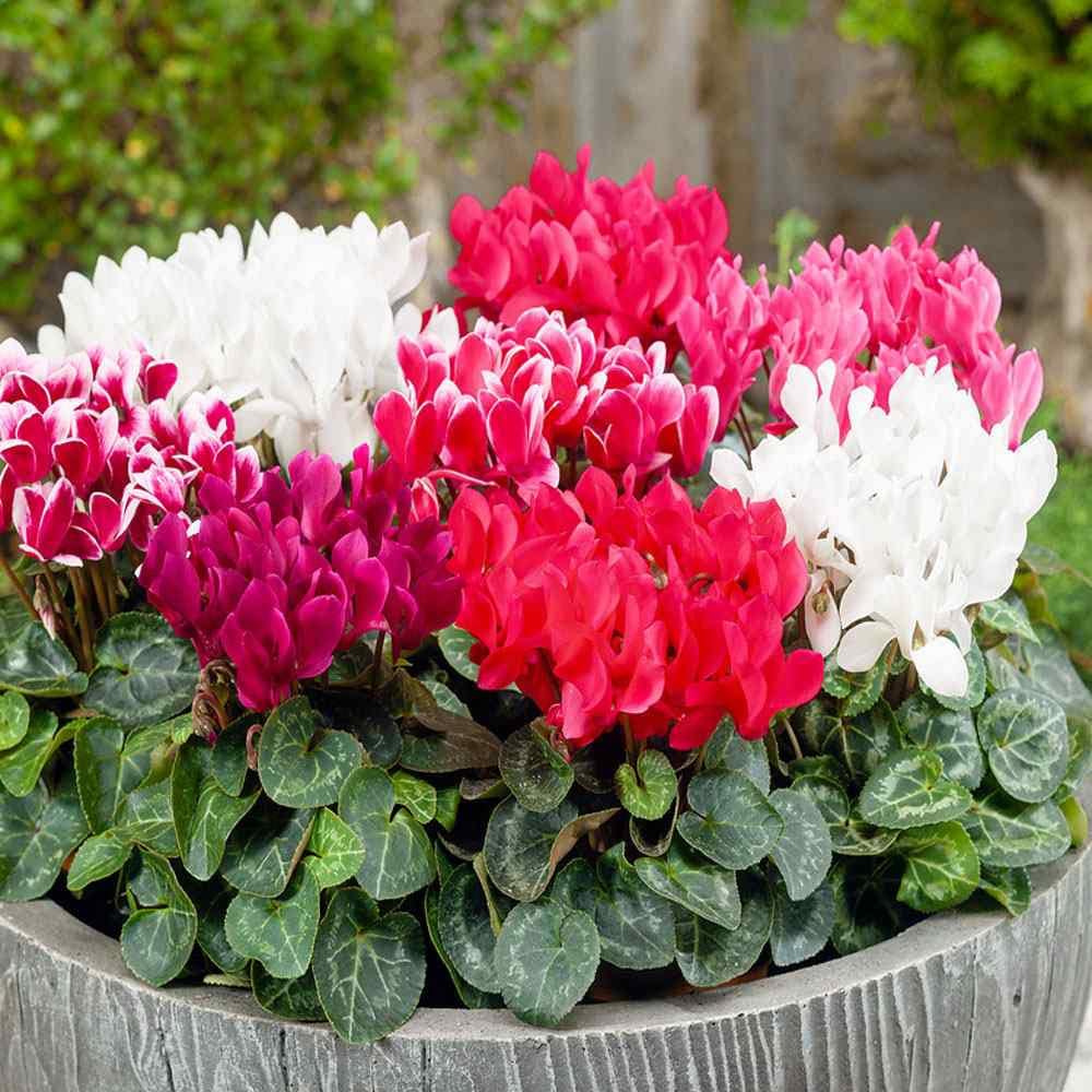 Cyclamen Persicum Mixed Winter Flower Seeds