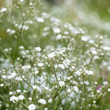 Gypsophila Flower Seeds - Delicate Baby’s Breath for Your Garden