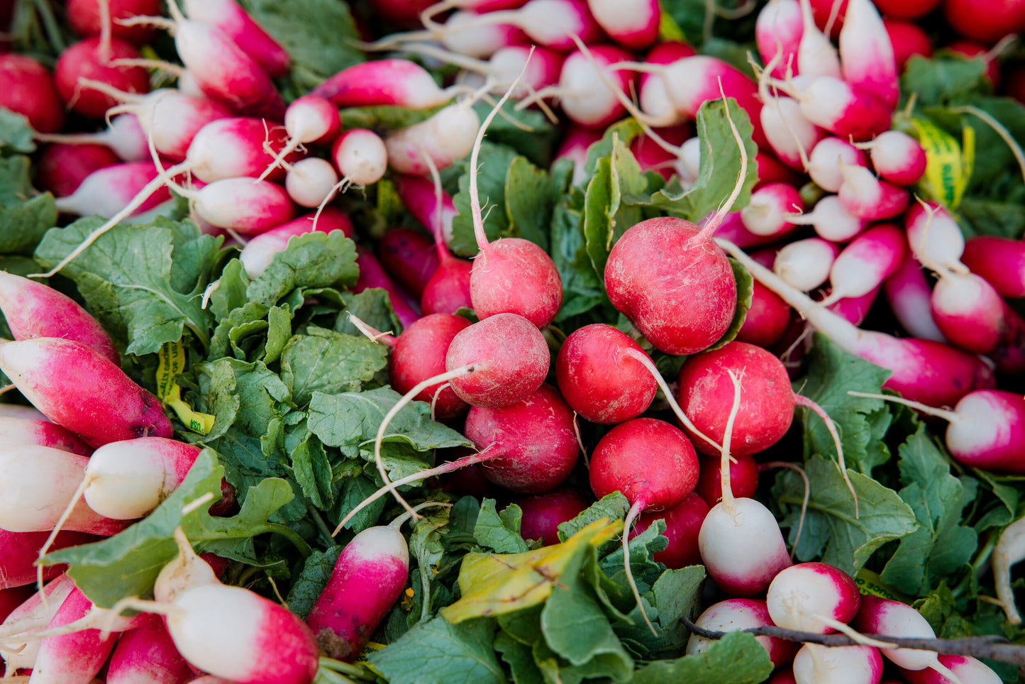 Radish Half Red & White Vegetable Seeds