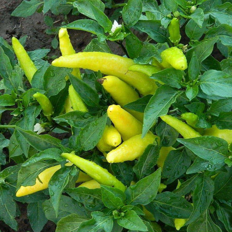 Sweet Hungarian Wax Pepper Vegetable Seeds