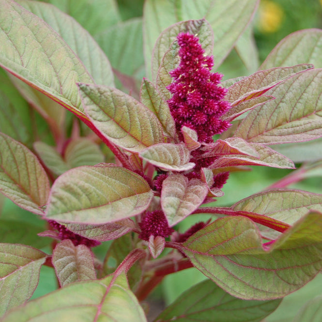 Amaranthus Viridis Red Flower Seeds