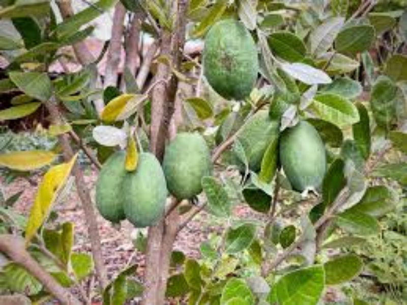 Feijoa Fruit Seeds