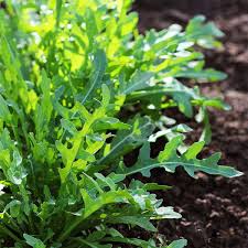 Wild Rocket (Rucola) Leaves - Fresh, Organic & Nutrient-Packed Greens Exotic Vegetable Seeds