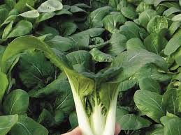 Fresh Pak Choy Green - Crisp, Nutritious & Delicious Vegetable Exotic Vegetable Seeds
