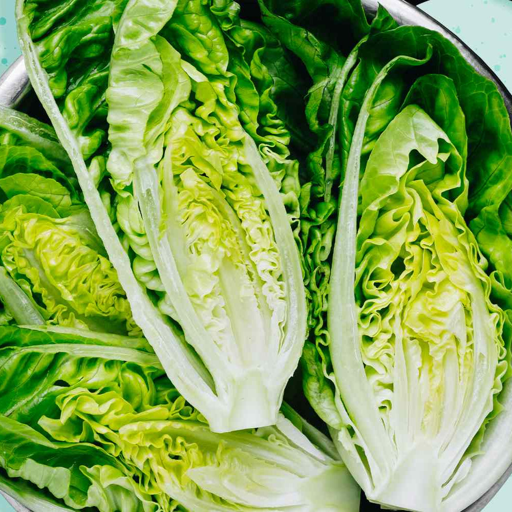 Fresh Romaine Lettuce - Crisp, Nutrient-Packed, and Perfect for Your Meals Exotic Vegetable Seeds