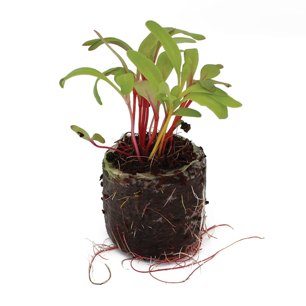 Collard-Swiss Chard Red Microgreens Seeds