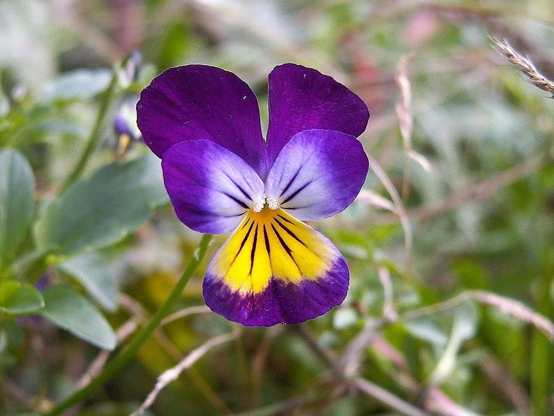 Pansy Viola Johnny Jump Up Flower Seeds