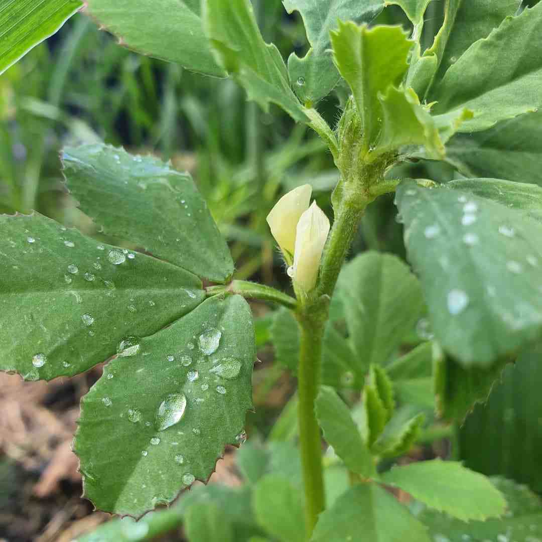 Fenugreek Vegetable Seeds