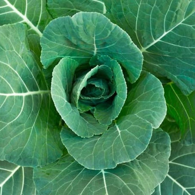 Saag Kanyari Vegetable Seeds