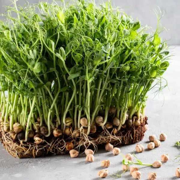 Chic Pea Green Sprouts Microgreens Seeds