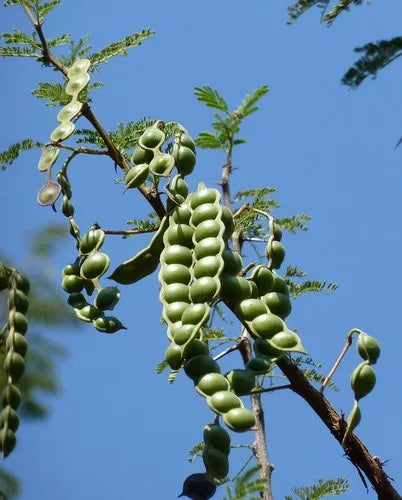 Babul Tree Herb Seeds