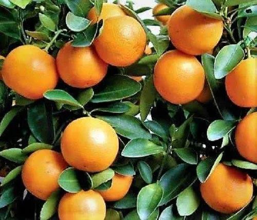 Citrus Kinnow Fruit Seeds