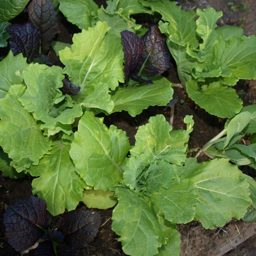 Fresh Komatsuna - Asia Green Leaf (100% Organic) Exotic Vegetable Seeds