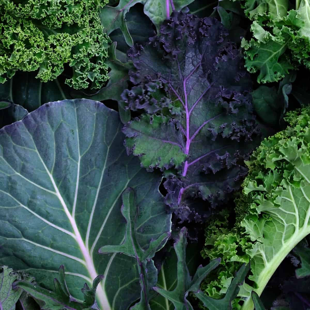 Collard & Kale Brassica Mixed Green and Purple Leaf Microgreens Seeds