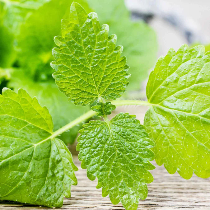 LEMON BALM - Premium Imported Herb Seeds