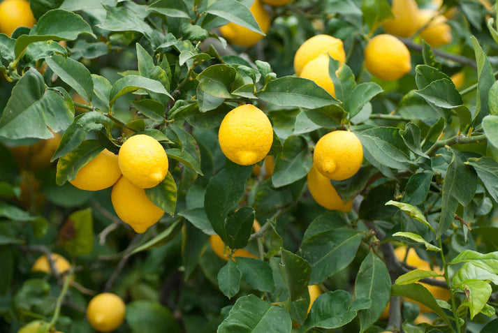 Rough Lemon Fruits Seeds
