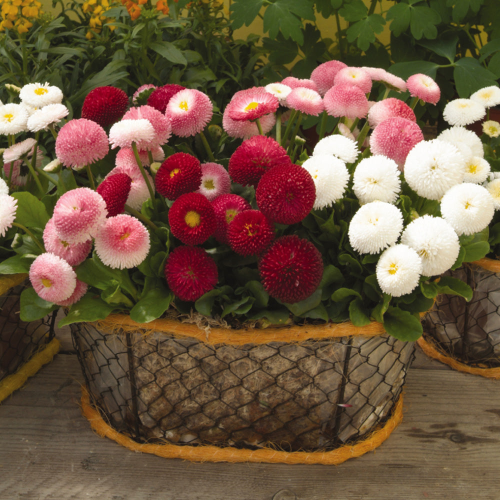 Daisy Bellis Mixed Winter Flower Seeds