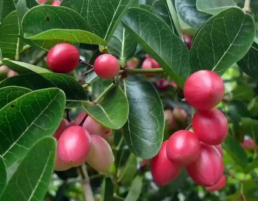 Koromcha Fruit Seeds