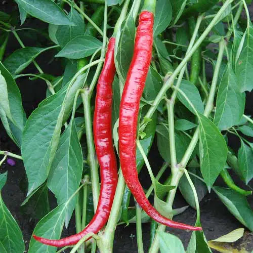 Chilli Longi Special Hot Vegetable Seeds