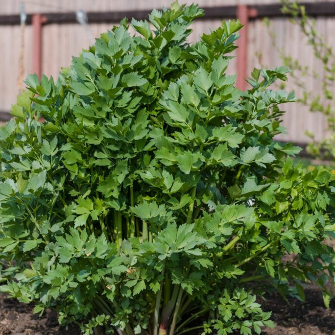 Lovage - Premium Imported Herb Seeds