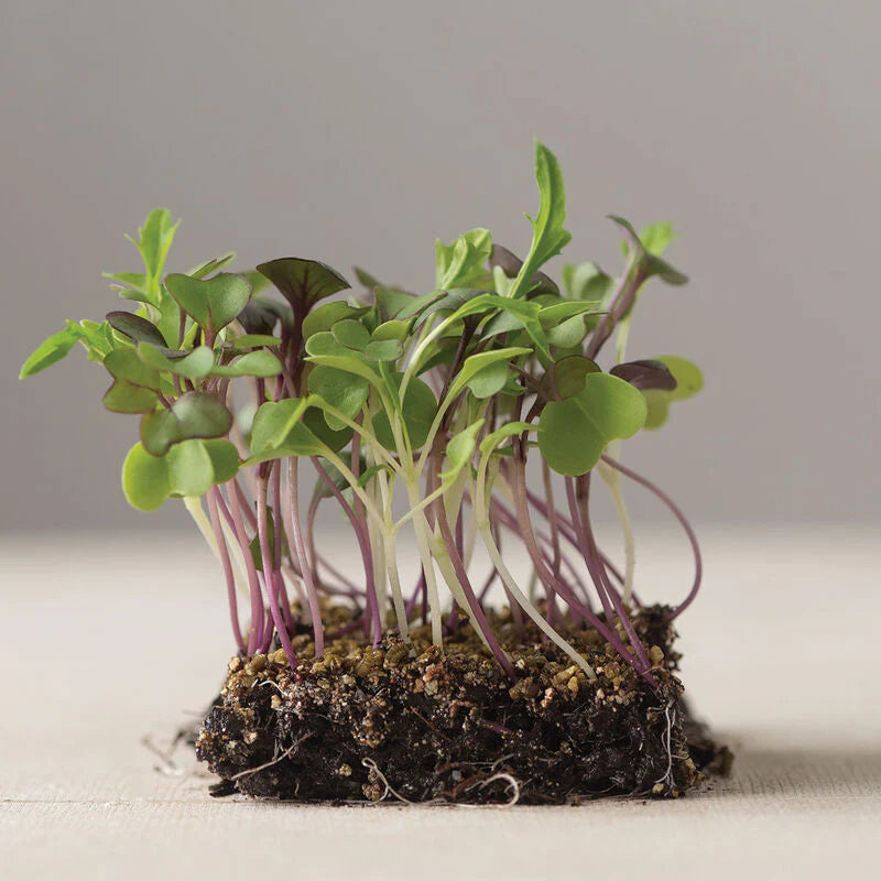 Basil Mixed Green and Purple Leaf Microgreens Seeds