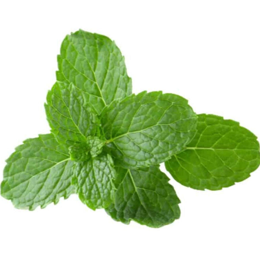 Premium Mint Imported Herb Seeds