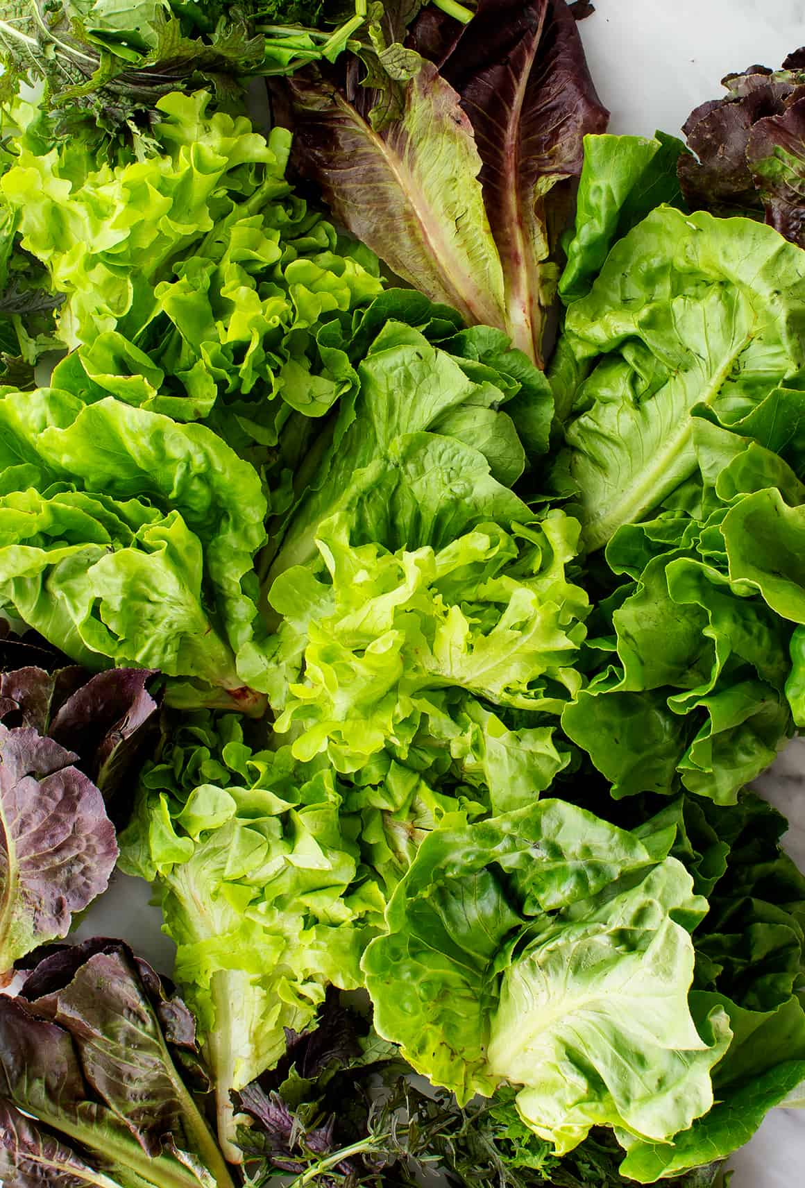 Fresh Mixed Lettuce Blend - 6 Varieties for a Crisp, Flavorful Salad Exotic Vegetable Seeds