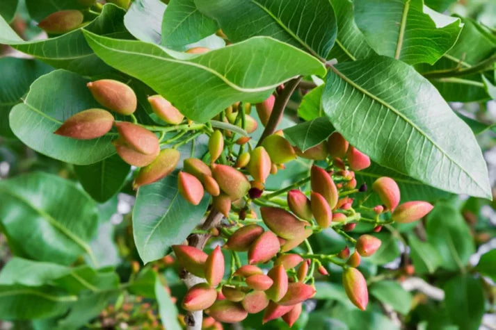 Premium Pistachio Seeds