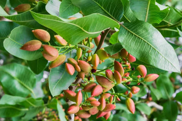 Premium Pistachio Seeds