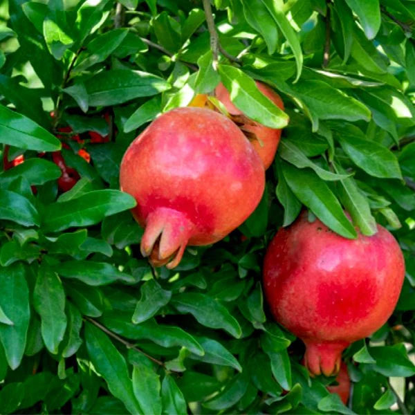 Pomegranate Fruit Seeds