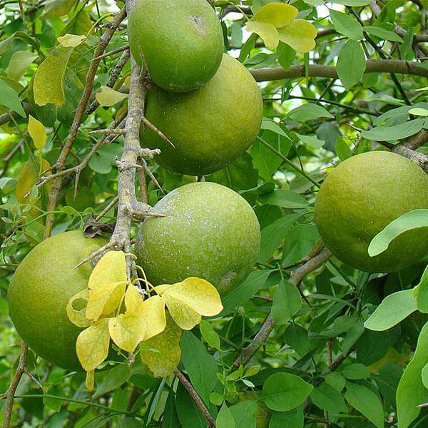 Bel Tree Herb Seeds