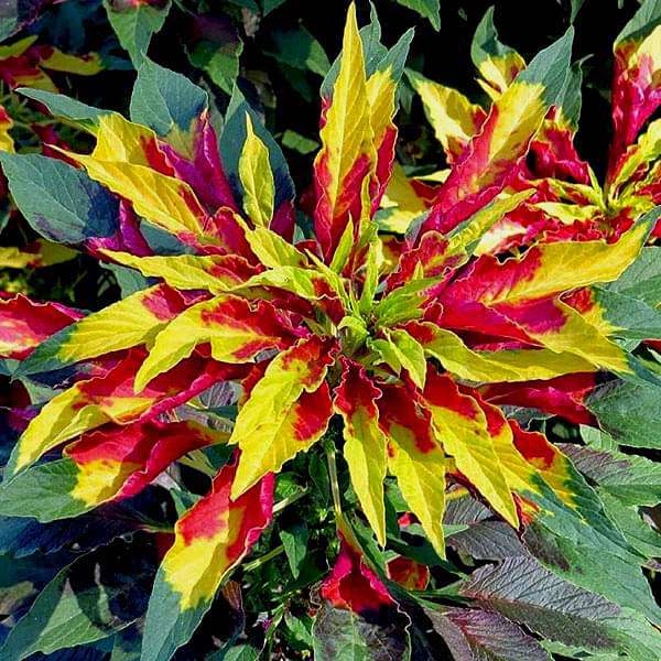 Amaranthus Mixed Summer Flower Seeds
