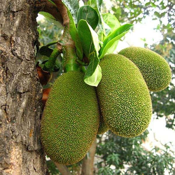 Jackfruit Fruit Seeds
