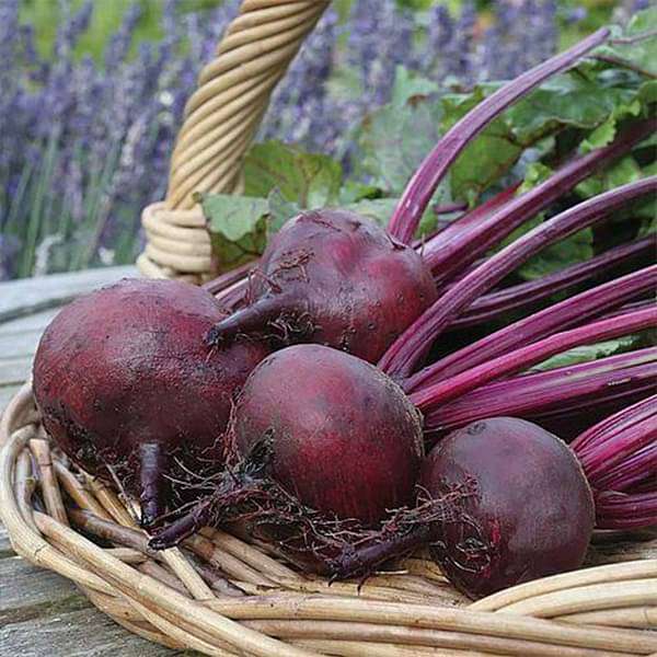 Beet Root F1 Hybrid Vegetable Seeds