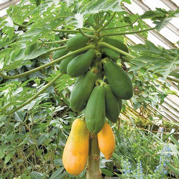 Papaya Seeds for Planting – Tropical Fruit Seeds