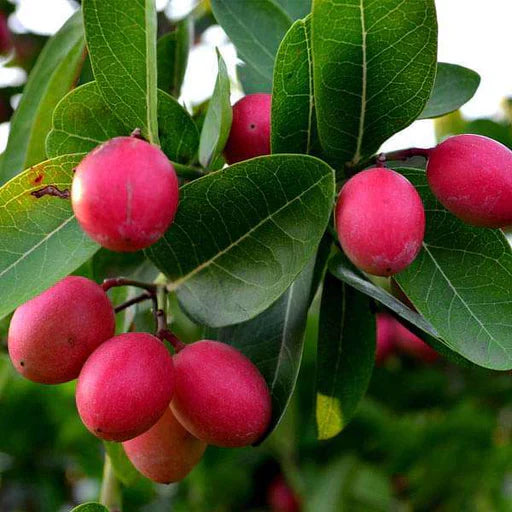 Koromcha Fruit Seeds
