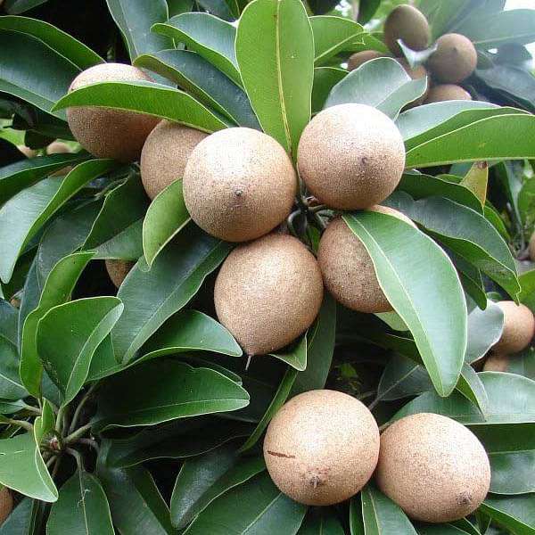 Organic Chikoo Fruit Seeds