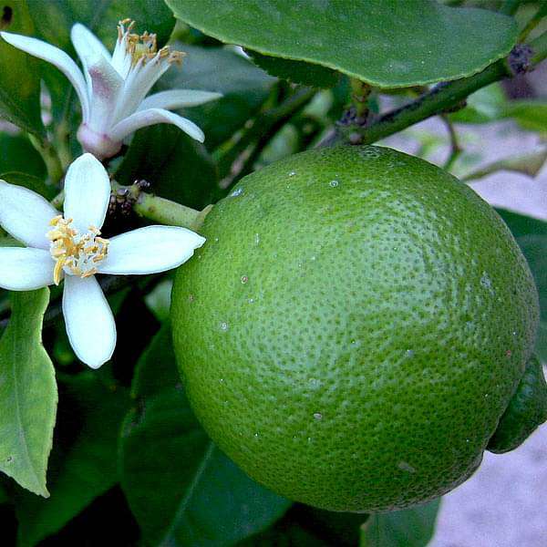 Sweet Lime Fruit Seeds