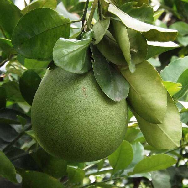 Fresh Organic Pomelo Seeds