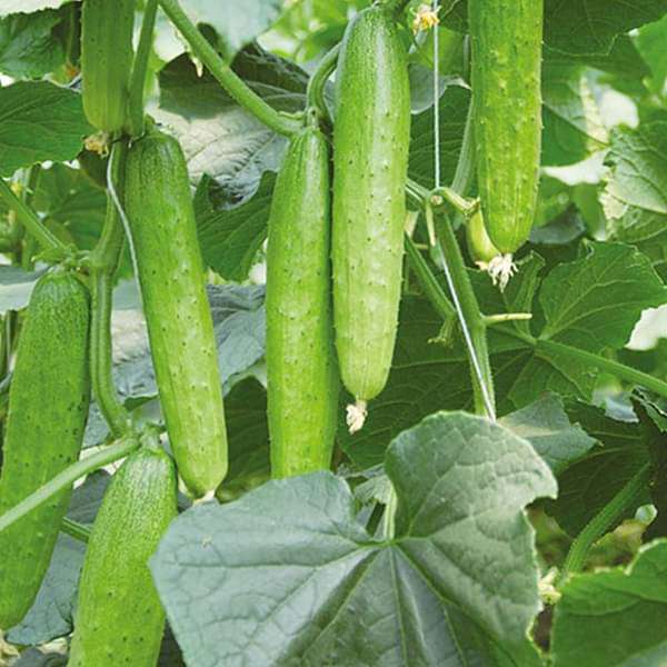 Cucumber F1 American Black Vegetable Seeds