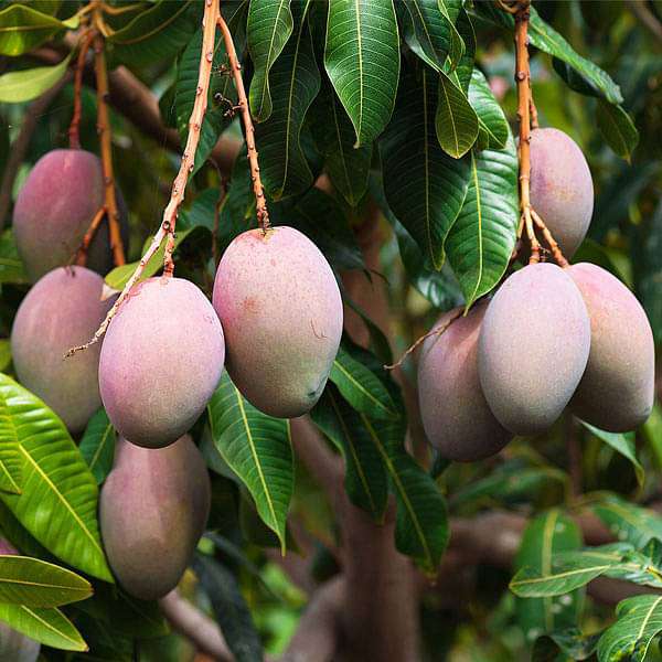 Organic Mango Fruit Seeds