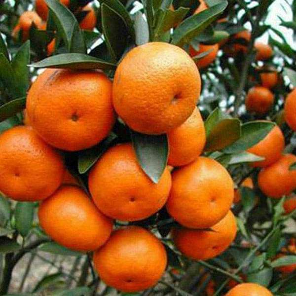 Sweet Juicy Orange Fruit Seeds