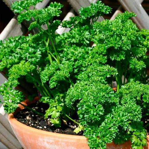 Parsley Forest Green Triple Curled Leaf Microgreens Seeds